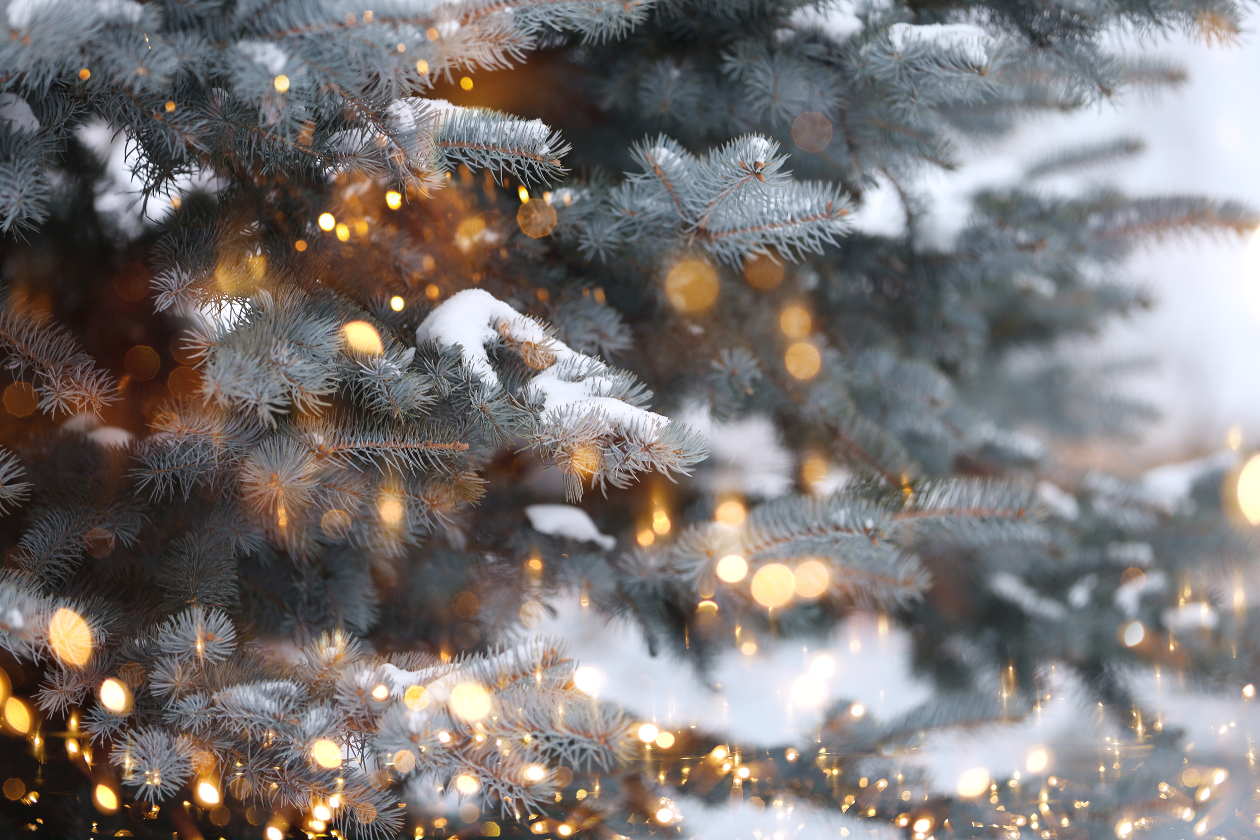 A green pine tree containing white blinking lights