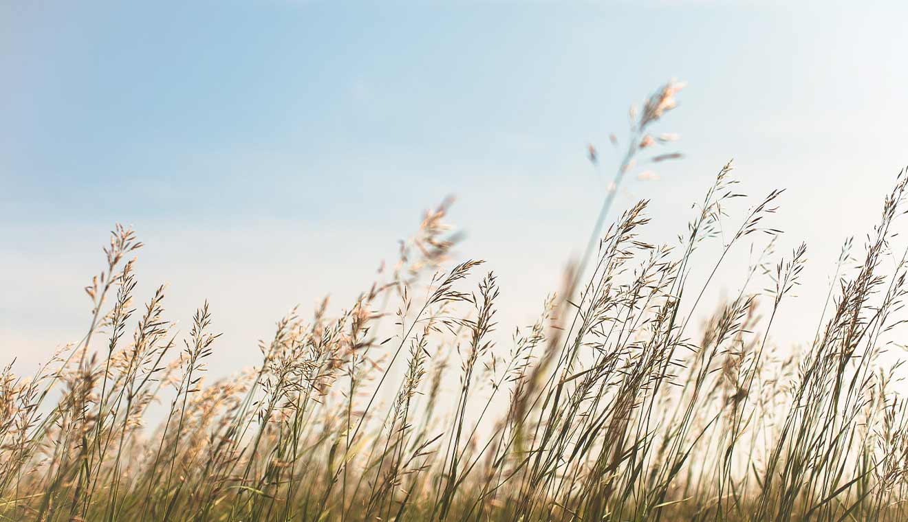 Tall meadow grass swaying in soft daylight against a pale blue sky