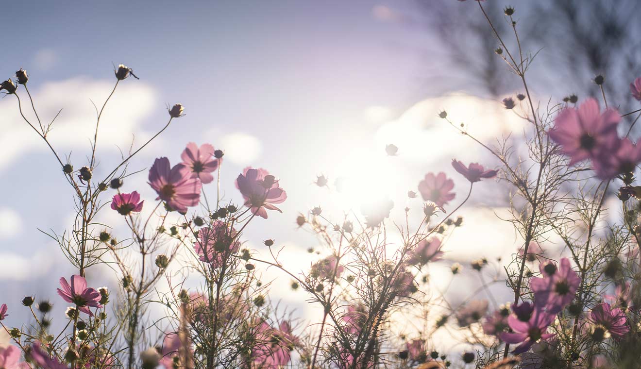 Pink wildflowers glowing in bright sunlight with dreamy lens flare