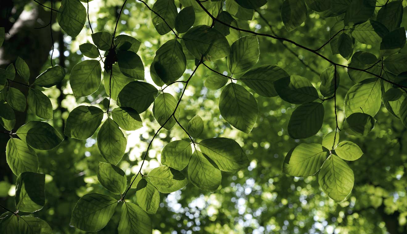 Sunlight filtering through vibrant green forest leaves and branches